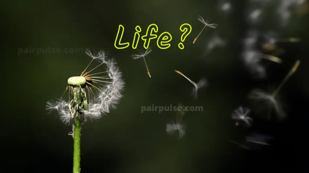 What Is the Meaning of Life