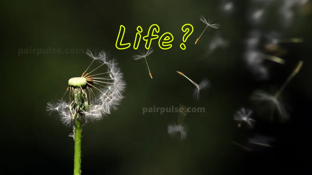 What Is the Meaning of Life